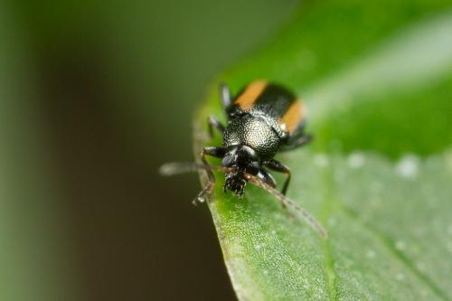 Réf. 247 488 : Phyllotreta vittula